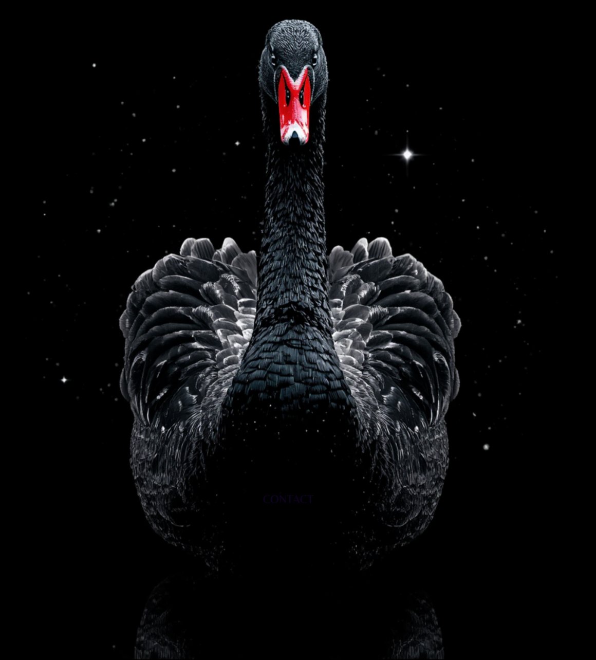 Cygne Noir Cosmiclix